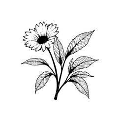 Elegant daisy floral illustration artistic drawing featuring delicate blooms and lush leaves adding a touch of nature's beauty