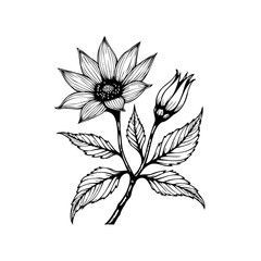Detailed floral illustration featuring a blooming flower, a bud, and several leaves, rendered in black and white ink