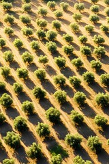Aerial View Olive Grove Rows Sunlight Patterned Field