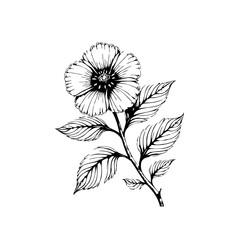 Hand drawn flower with leaves botanical illustration of a blooming plant on white background