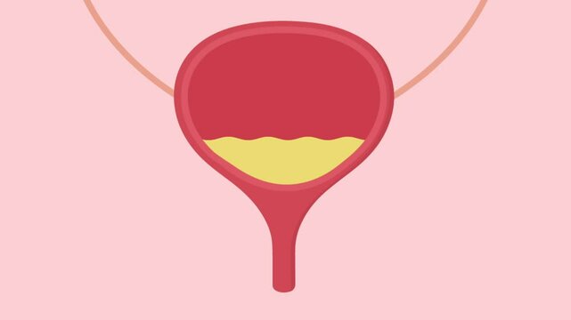human bladder organ fill with urine liquid 