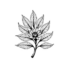 Detailed botanical illustration showing a blooming flower surrounded by leaves on a stem creating beauty