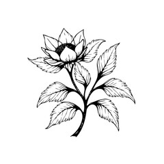 Elegant botanical illustration featuring a blooming flower with intricate line work and detailed leaf patterns design