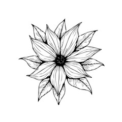 Exquisite hand drawn poinsettia flower illustration showcasing intricate details perfect for various artistic endeavors and creative projects