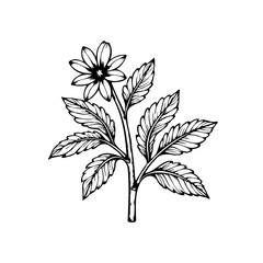 Botanical illustration of a flower with detailed petals and textured leaves on white background artwork