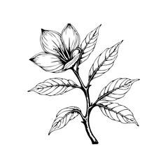 Detailed botanical illustration showcasing a blooming flower with intricate leaves against a white background creating elegant lines