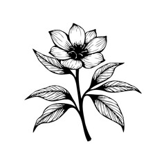 Elegant botanical illustration of a blossoming flower, perfect for wedding invitations and aesthetic decoration that is so pretty