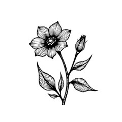 Exquisite botanical illustration showcasing a detailed flower with elegant line work and graceful composition art for graphic design