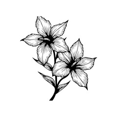 Elegant floral illustration featuring a delicate blossom with intricate details on a white background drawing