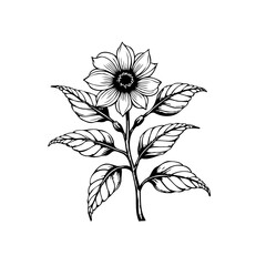 Elegant botanical illustration showcasing a detailed flower with leaves and stem in black and white design