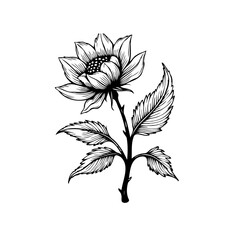 Detailed botanical illustration showcasing a solitary flower with intricately drawn petals and leaves