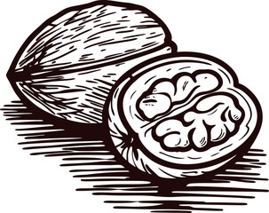 Hand drawn walnut illustration with cracked shell and kernel isolated on white background