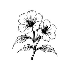 Beautiful hand drawn hibiscus flower illustration on a white background showcasing intricate details and elegant designs suitable for various creative applications