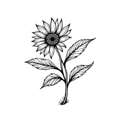 Elegant sunflower botanical illustration vector featuring delicate linework perfect for greeting cards stationery design element and graphic resources projects
