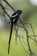 A magpie shrike sits perched on a branch