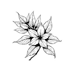 Delicate floral design element featuring intricate leaves and petals conveying artistic elegance and botanical charm showcasing nature's beauty