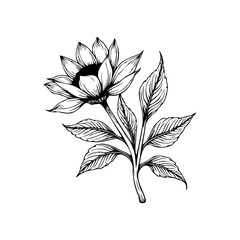 Elegant botanical illustration showcasing a detailed flower with delicate petals and accompanying leaves, a timeless artistic expression