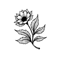Delicate single flower and leaves line art illustration against white background presenting botanical design elements