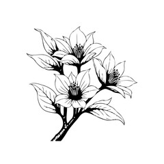 Delicate floral drawing: A black and white vector illustration of flowering plant for backgrounds and designs