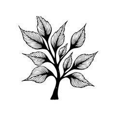 Botanical illustration showcasing intricate leaves and branches evoking organic elegance and natural beauty hand drawn art