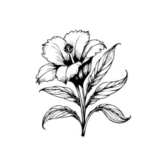 Elegant hand drawn hibiscus flower illustration, creating delicate botanical artwork with minimalist aesthetics and vintage style