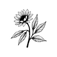 Elegant botanical illustration of a sunflower with delicate petals and leaves in a minimalist black and white style