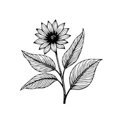 Elegant monochrome sunflower illustration with detailed leaf venation capturing botanical beauty and vintage aesthetic it is floral drawing