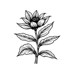 Elegant botanical illustration: a blooming flower with intricate details on a white background drawing attention
