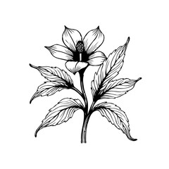 Elegant floral botanical illustration showcasing delicate petals and intricate leaf details capturing nature's beauty in a timeless design