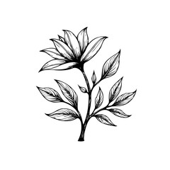 Elegant floral illustration: a delicate black and white botanical drawing of a beautiful blooming flower
