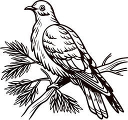 Naklejka premium Engraved illustration of a mourning dove perched on a pine branch with detailed feather and foliage line art