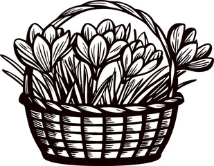 Hand drawn wicker basket filled with blooming crocus flowers and leaves, vintage botanical engraving illustration