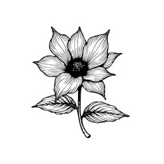 Fototapeta premium Exquisite single black line art illustration of a blooming flower blossom with detailed petals and leaves