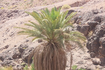 Palm Tree in the Desert