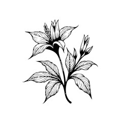 Elegant floral illustration showcasing botanical beauty in a detailed monochrome design with delicate leaves and blooms creating a timeless aesthetic
