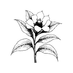 Elegant botanical illustration showcasing a delicate flower and leaves with classic beauty and artistic flair captured in monochrome