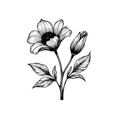 Elegant floral illustration of flower and bud with intricate details showing beauty nature and simplicity