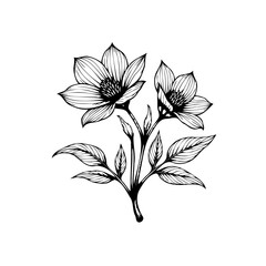 Elegant floral botanical vector illustration featuring delicate flower blooms and intricate leaf arrangement design isolated