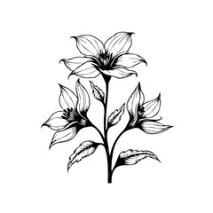 Elegant floral illustration showcasing intricate linework of blooming lily flowers with refined aesthetics artwork