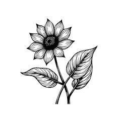 Detailed hand drawn sunflower illustration isolated on a white background creating a vintage floral aesthetic