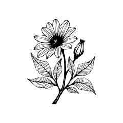 Elegant floral botanical illustration featuring delicate flower and bud, showcasing artistic line work and plant life