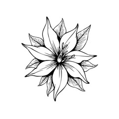 Elegant floral line drawing design featuring intricate details and botanical illustration for creative projects and designs