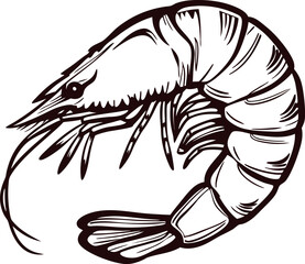 Detailed hand drawn shrimp illustration in monochrome with curved tail and segmented body isolated on white background