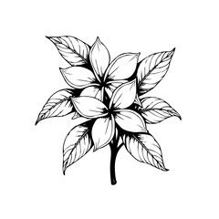 Botanical illustration showcasing a delicate flower with intricately detailed leaves in a minimalist style design