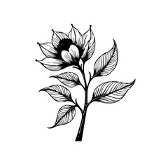 Elegant flower with intricate line details creates a stunning botanical drawing evoking natural beauty and artistry