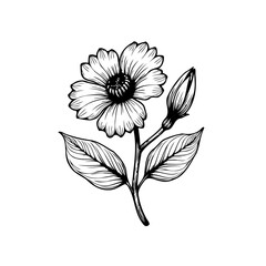 Elegant floral line art drawing of a daisy flower with leaves and bud showcasing botanical simplicity