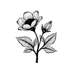 Elegant floral botanical illustration showcasing intricate line work depicting a blooming flower with leaves and bud