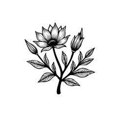 Elegant floral illustration featuring a blooming flower and buds, set against a clean white background, suitable decorative element