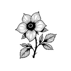Detailed botanical illustration: exquisite monochrome floral drawing showcasing delicate petals and intricate leaf venation for timeless elegance, art, and nature