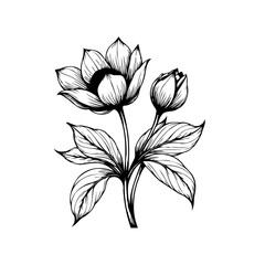 Elegant botanical illustration displaying blooming flower and bud provides artistic visual appeal for various creative projects